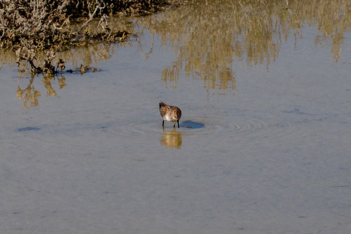 Little Stint - ML618139841