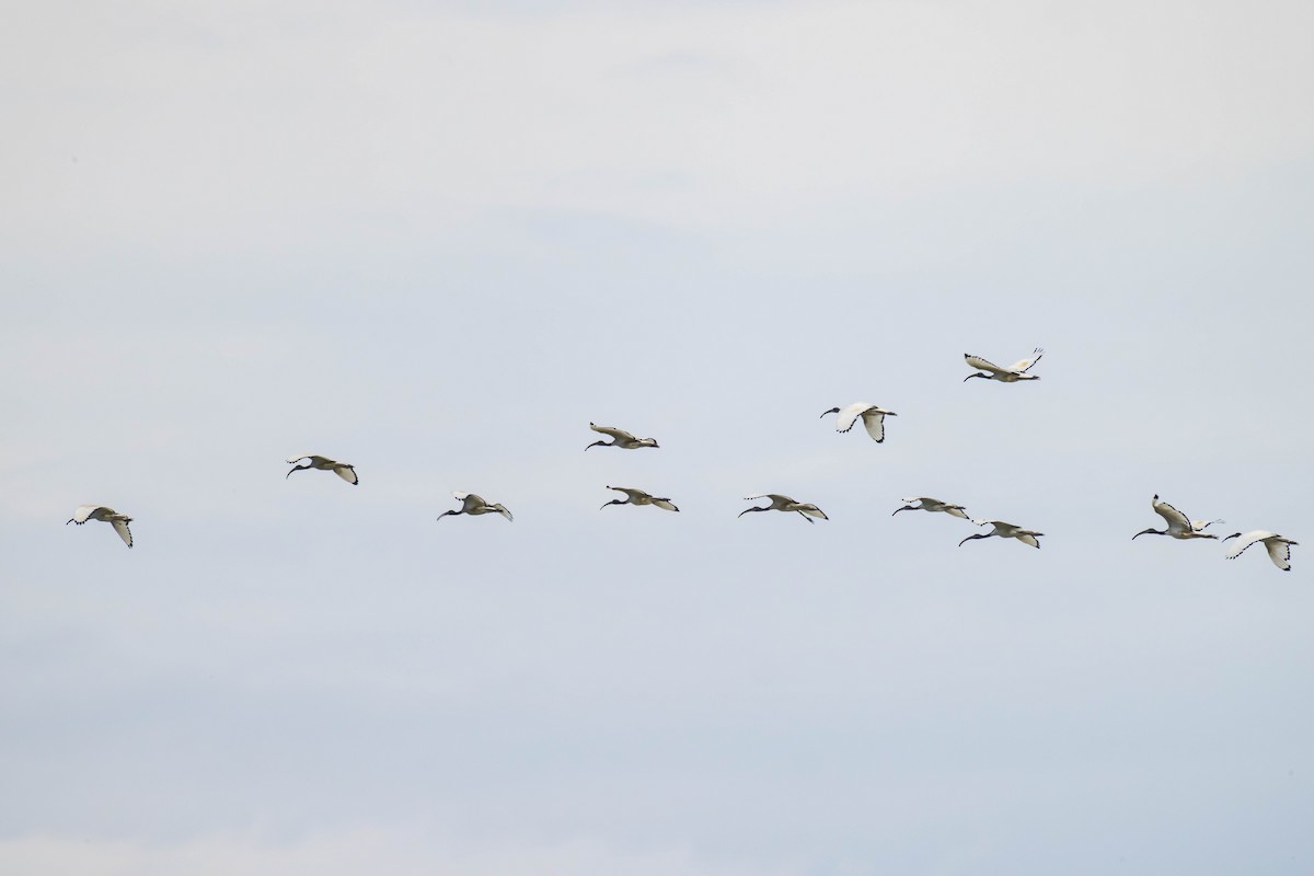 African Sacred Ibis - ML618139843