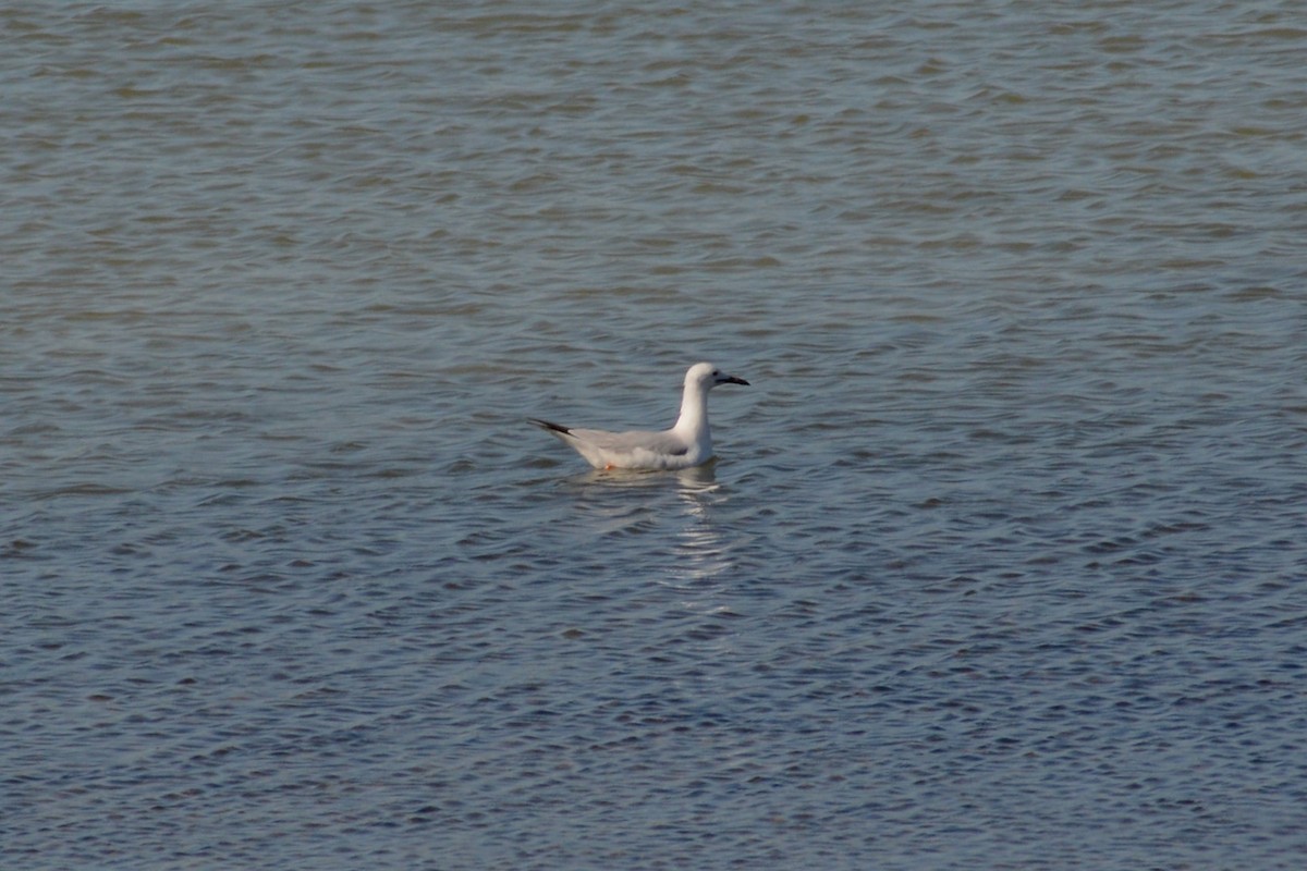 Slender-billed Gull - ML618139845