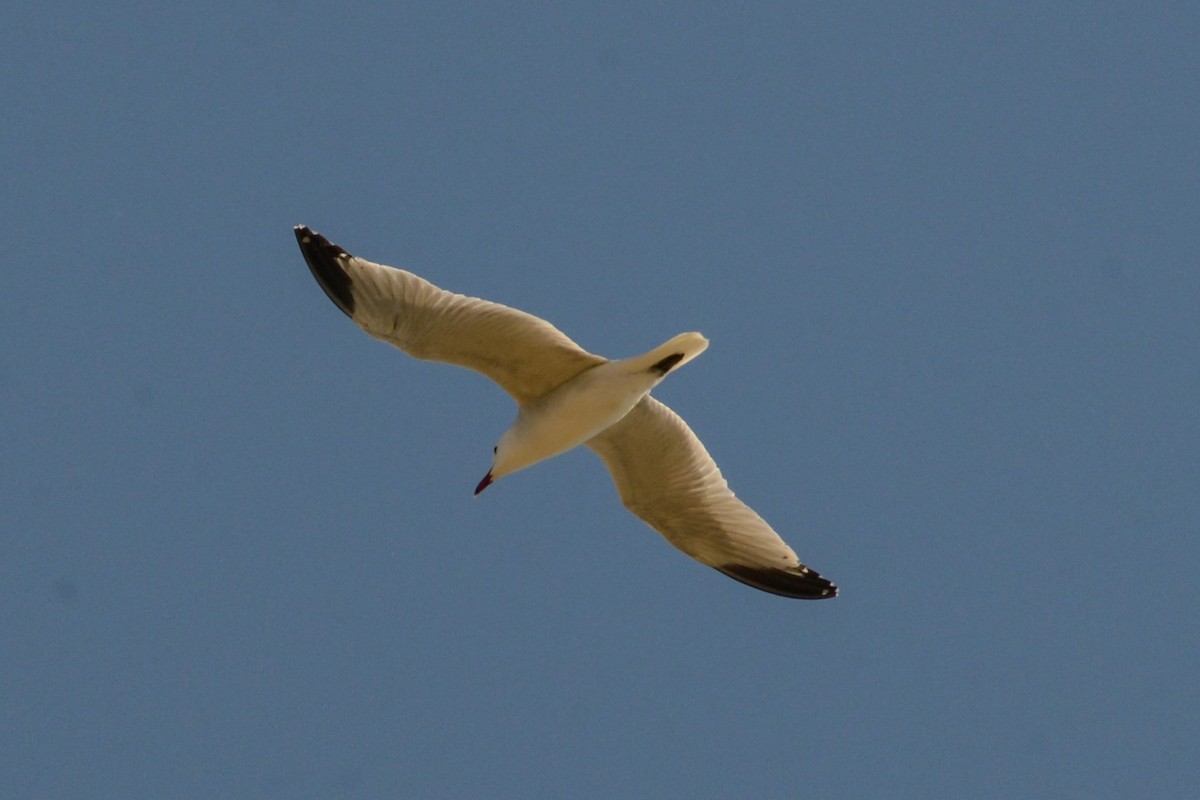 Audouin's Gull - ML618139847