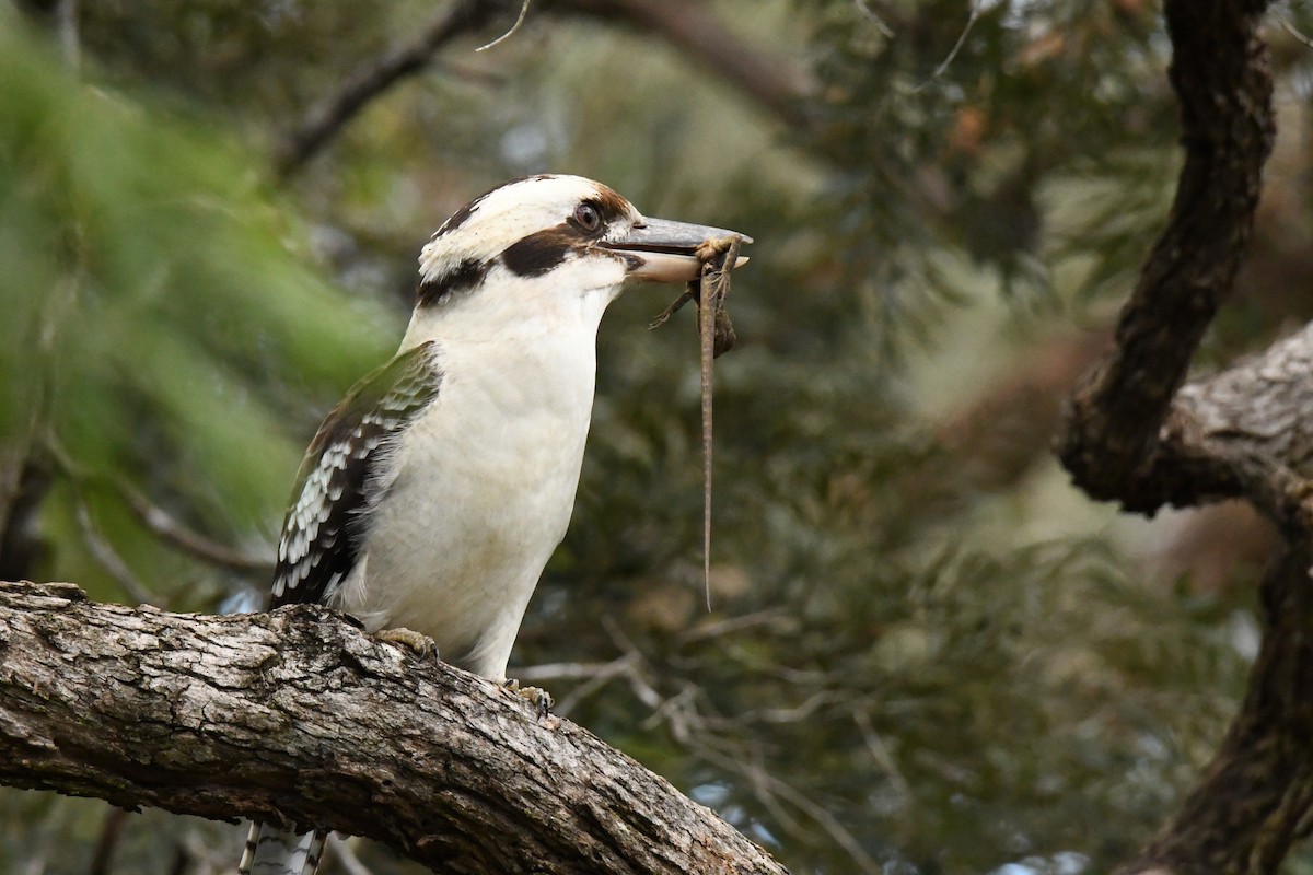 Laughing Kookaburra - ML618139848