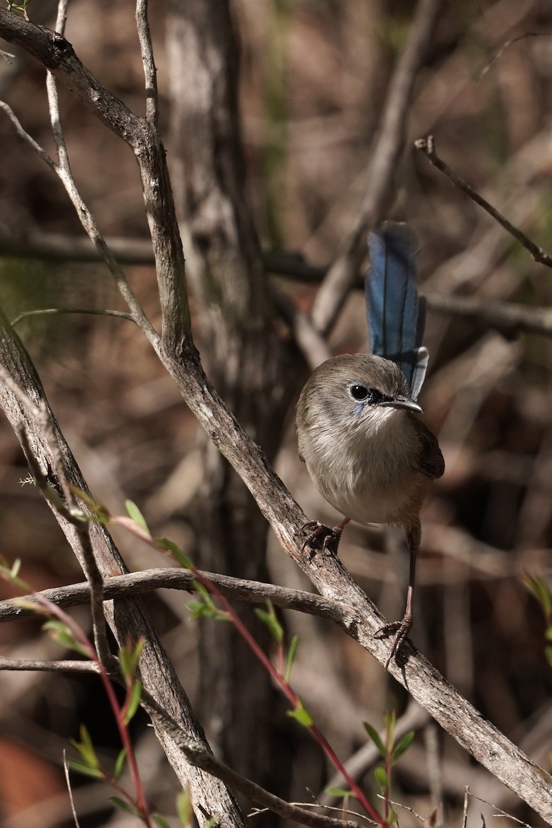 Variegated Fairywren - Trevor Ross