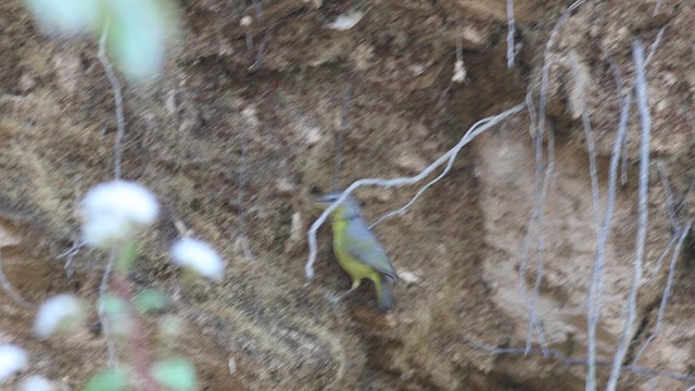 Gray-hooded Warbler - ML618139853