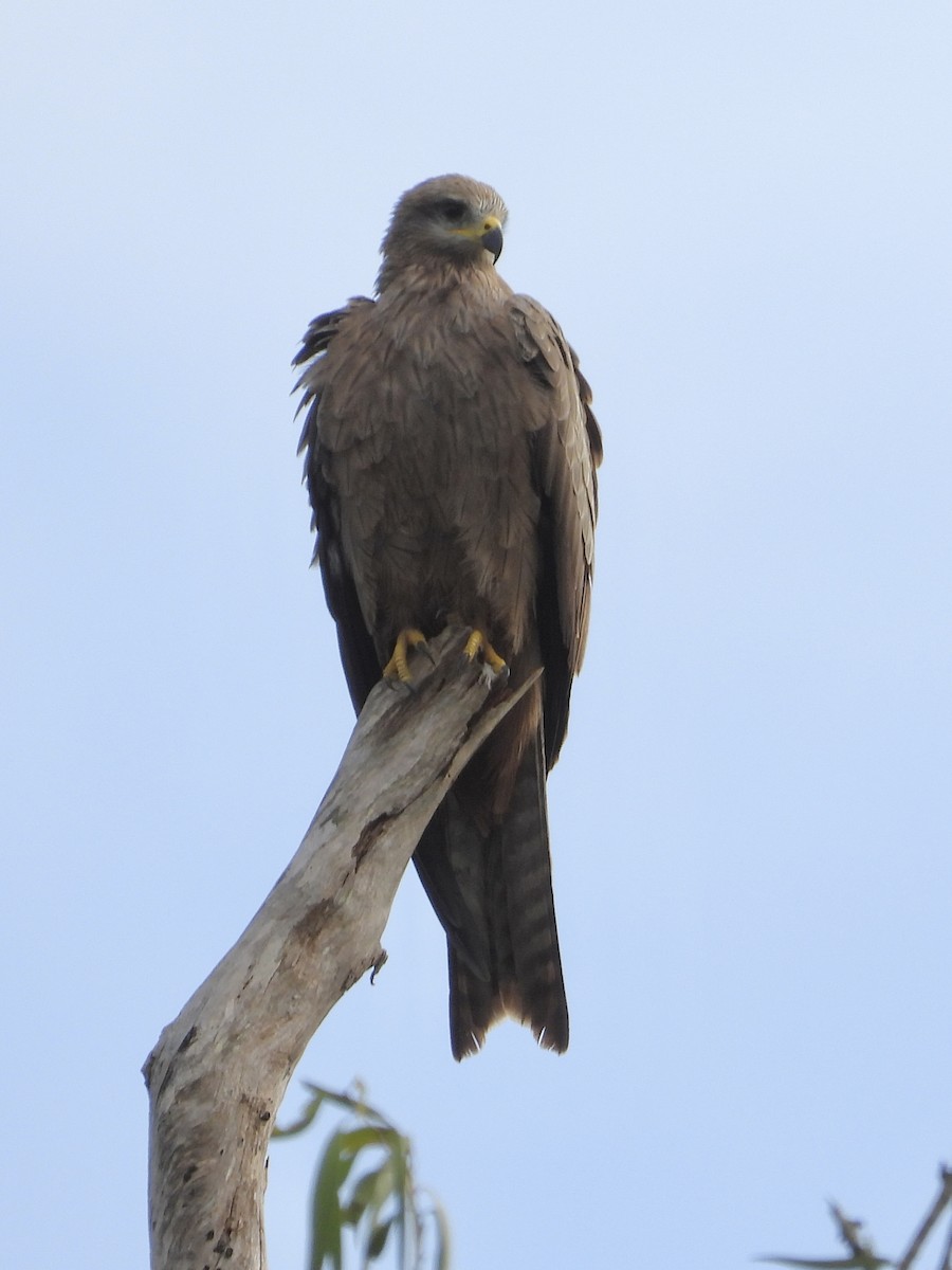 Black Kite - ML618139885