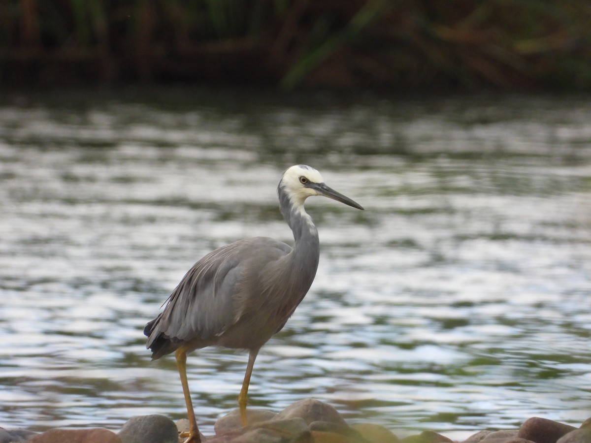 White-faced Heron - ML618139897