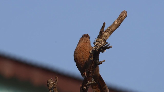 Streaked Laughingthrush - ML618139898