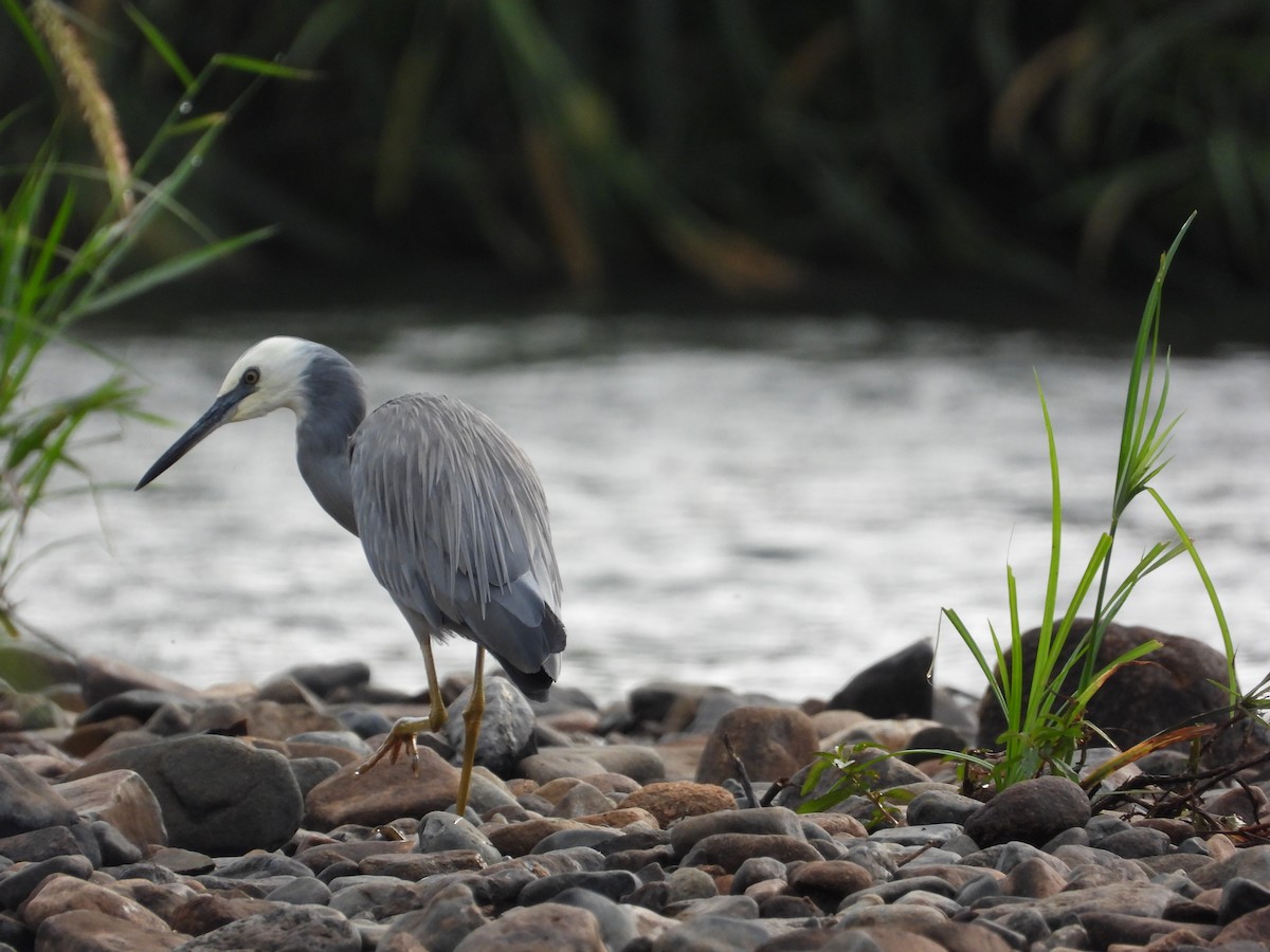 White-faced Heron - ML618139899