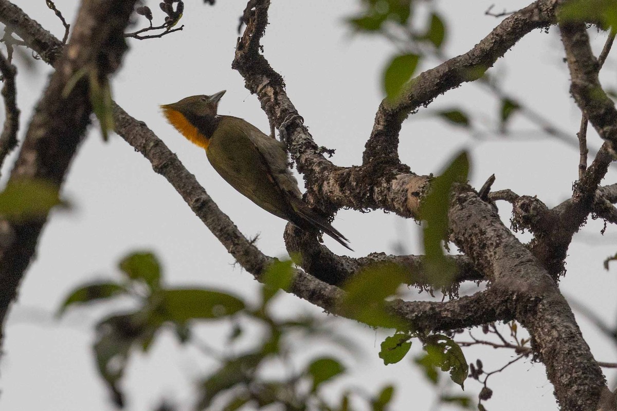 Greater Yellownape - Samanvitha Rao