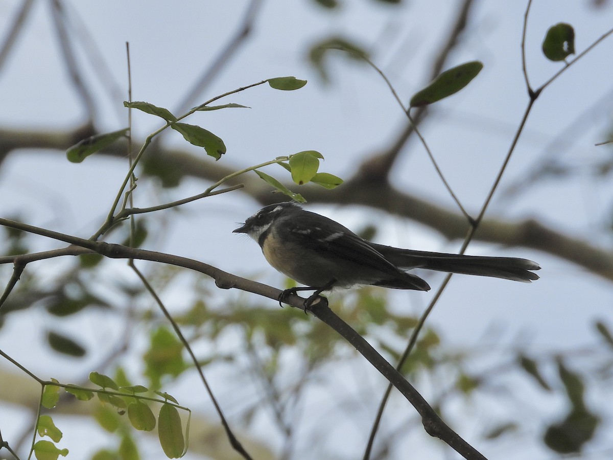 Gray Fantail - Cherri and Peter Gordon