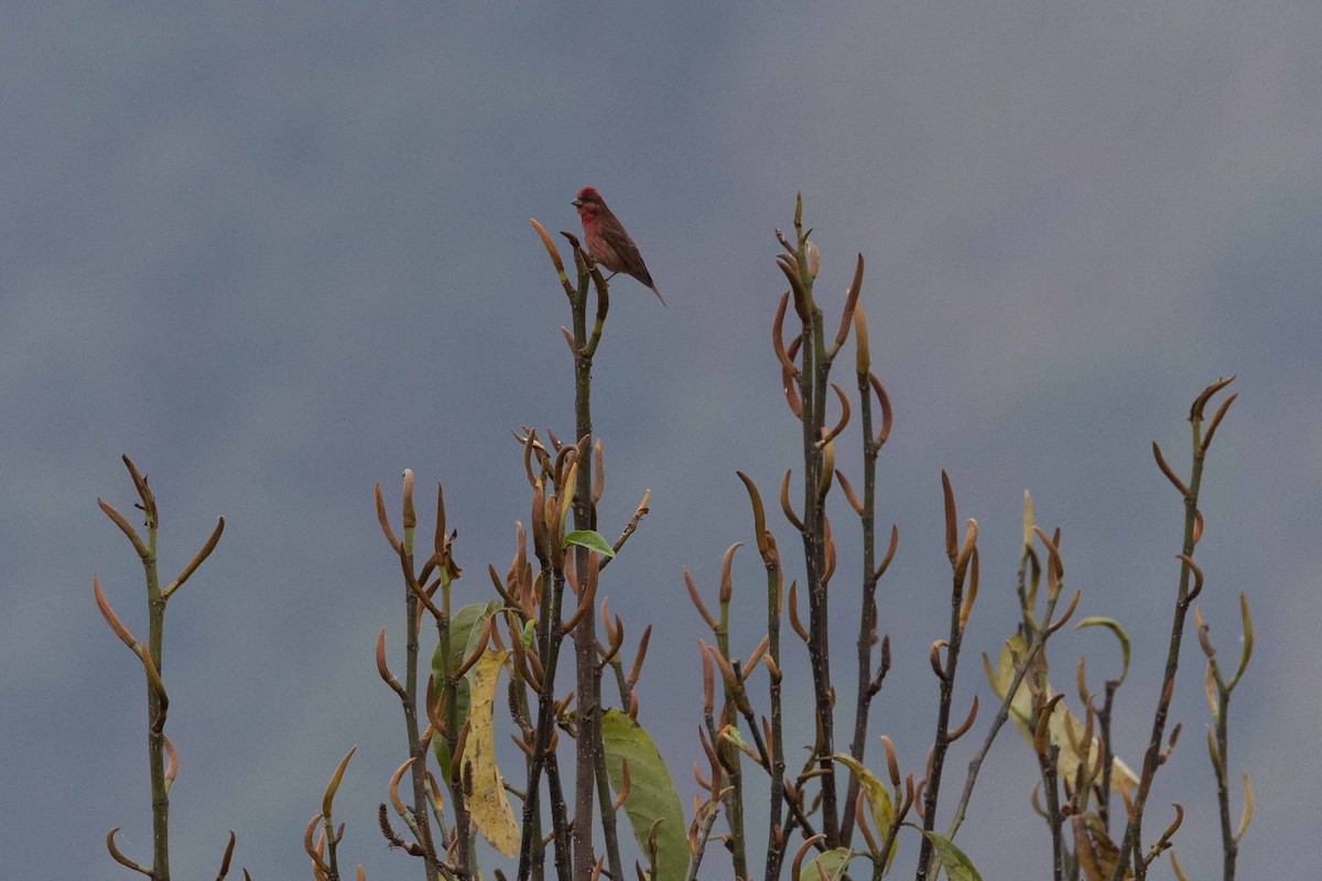 Common Rosefinch - Samanvitha Rao