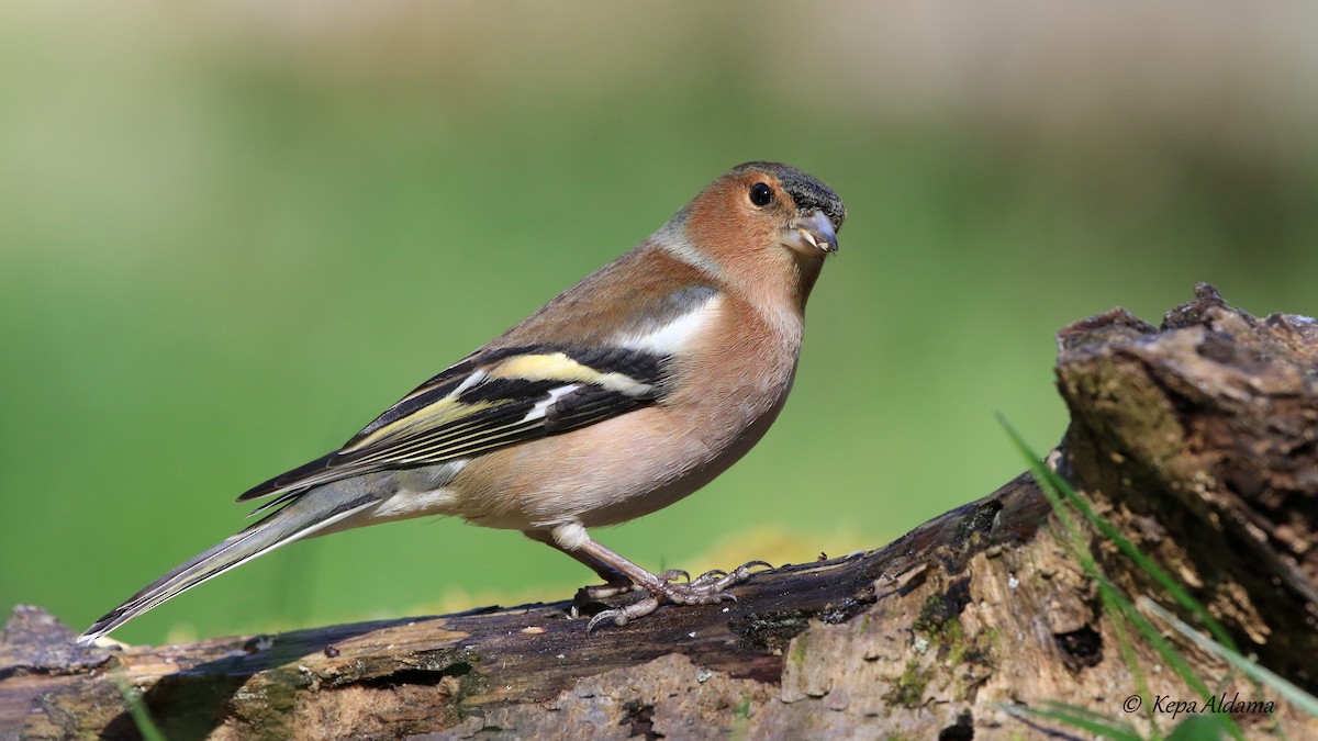 Common Chaffinch - ML618139936