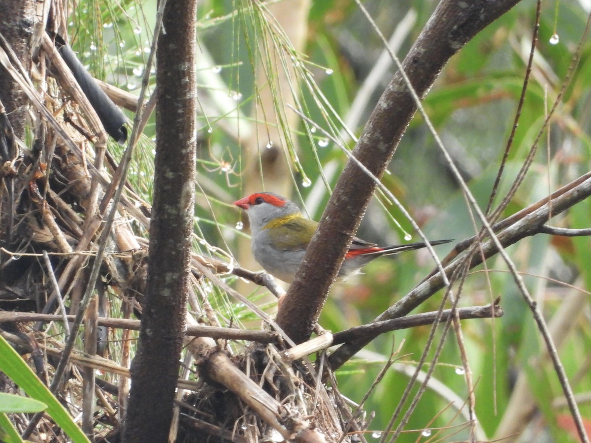 Red-browed Firetail - ML618139946