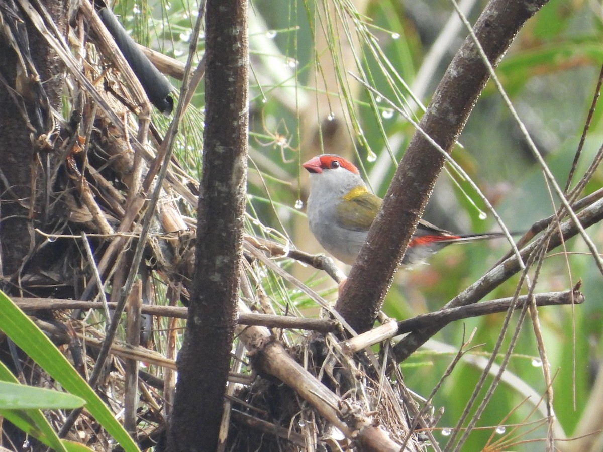 Red-browed Firetail - ML618139948