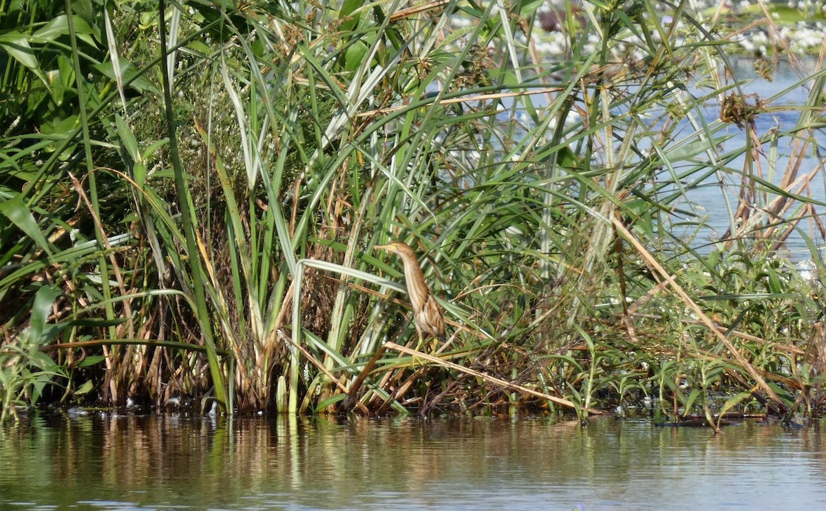 Black-backed Bittern - Ian Starling