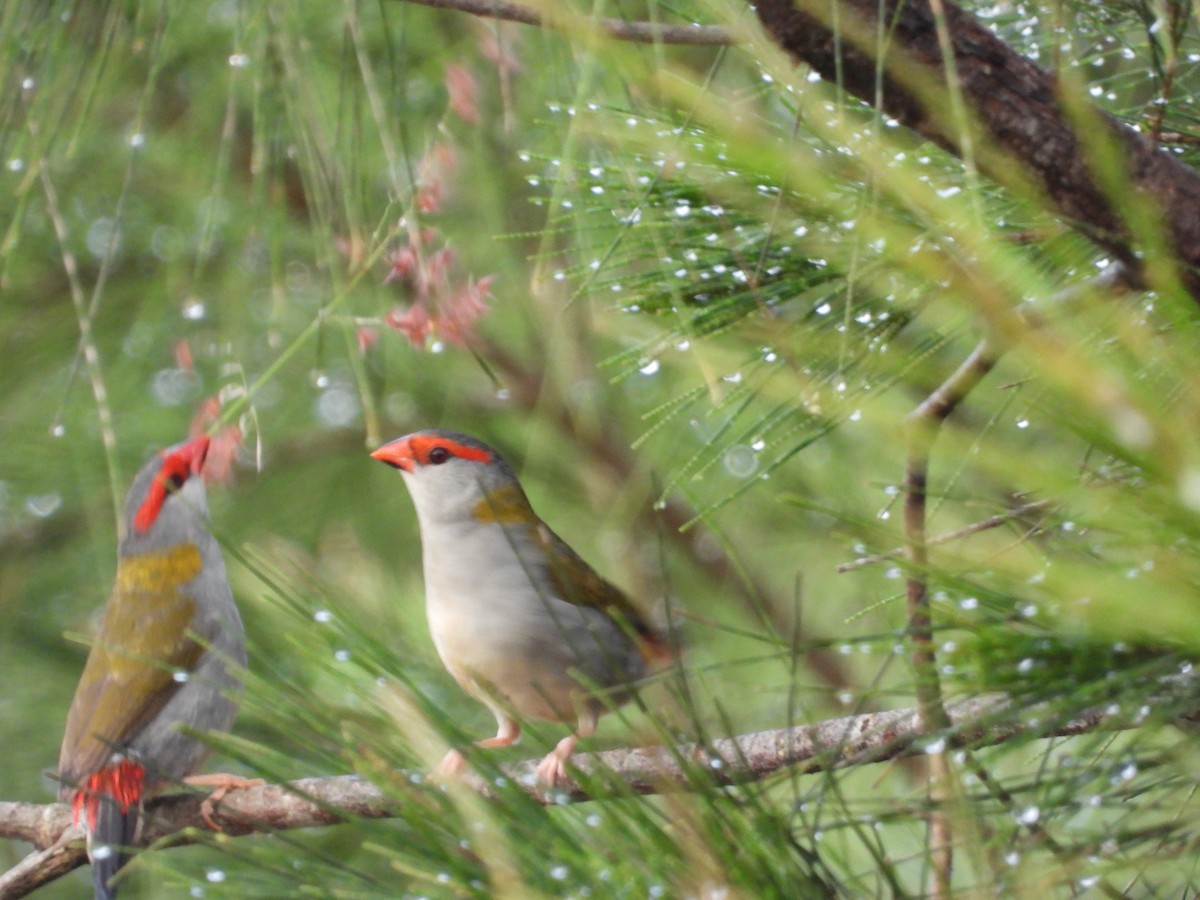 Red-browed Firetail - ML618139952