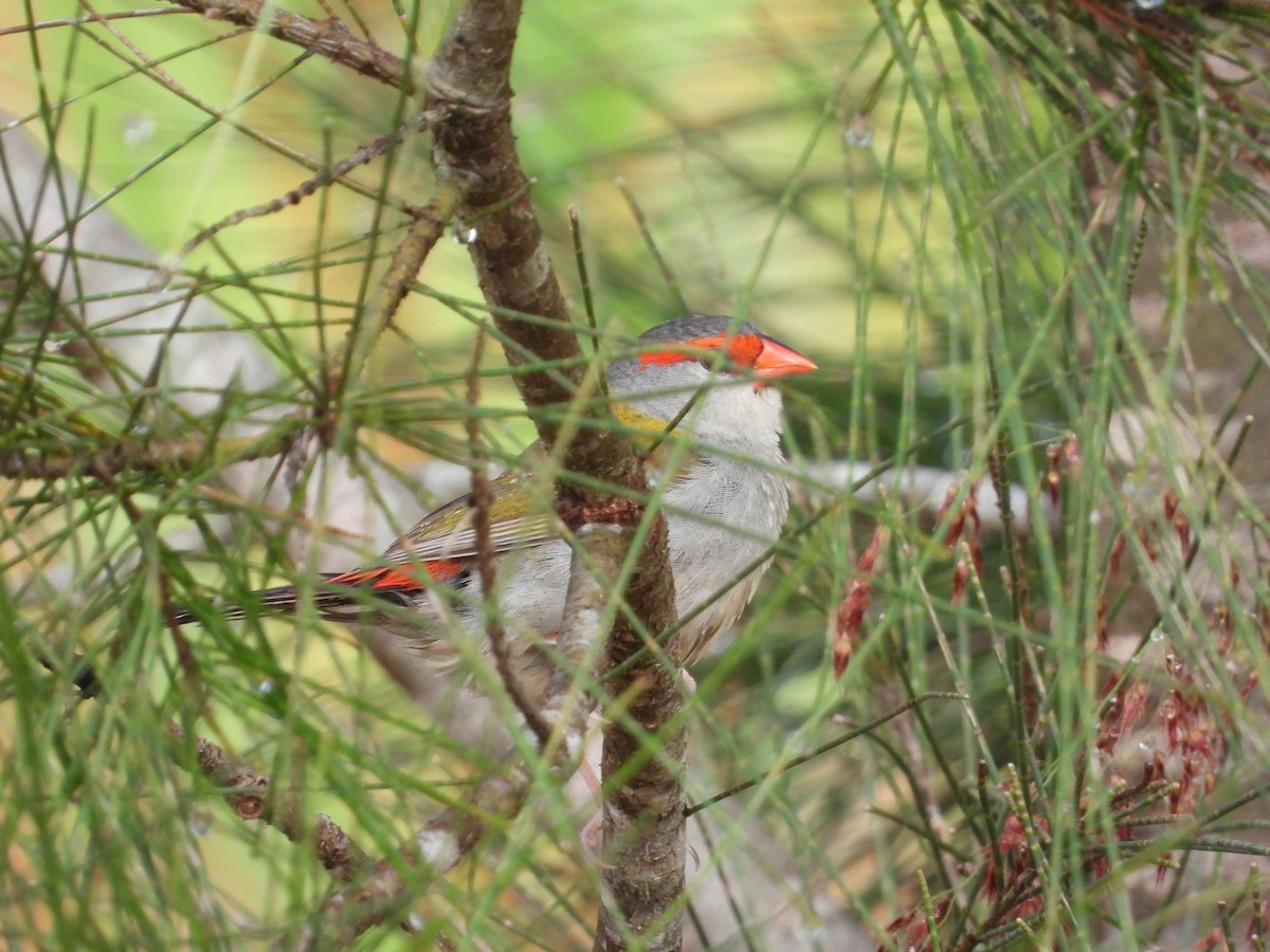 Red-browed Firetail - ML618139953