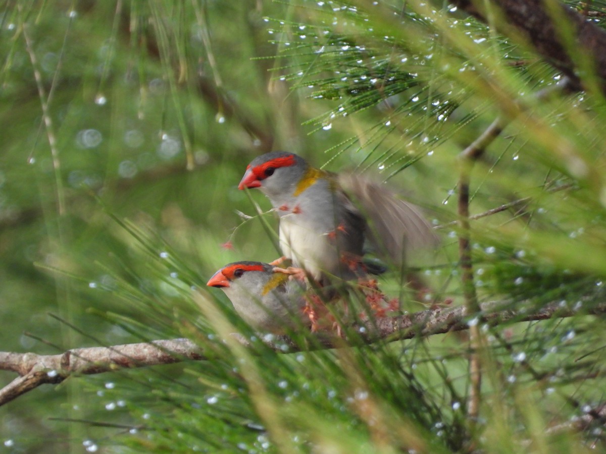 Red-browed Firetail - ML618139954