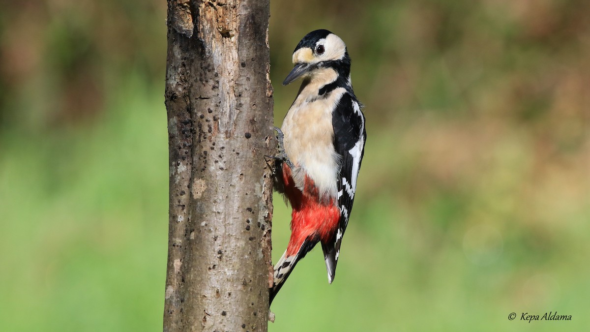 Great Spotted Woodpecker - ML618139957