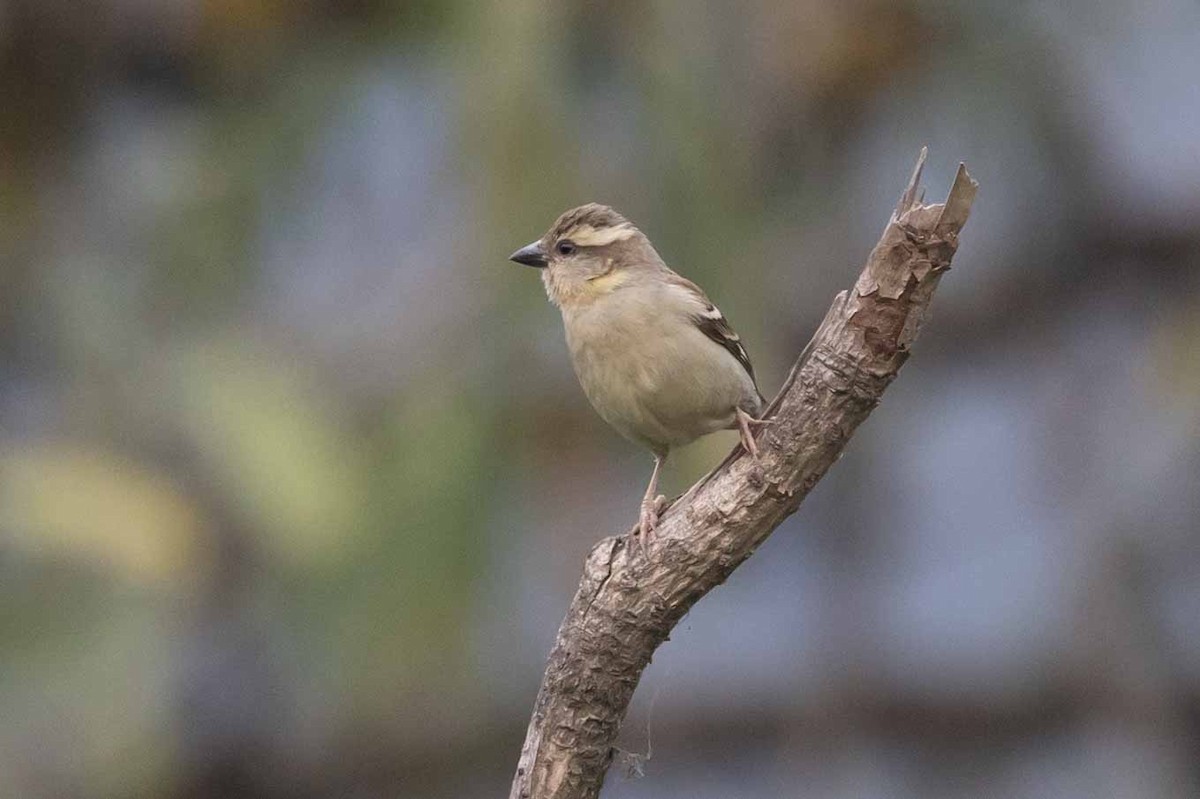 Russet Sparrow - ML618139959