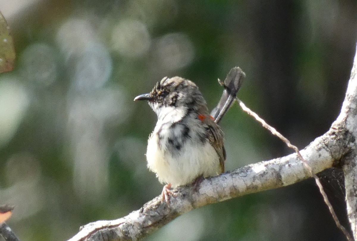 Red-backed Fairywren - ML618139972