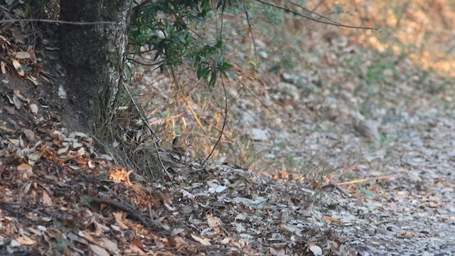 Hill Partridge - ML618139973