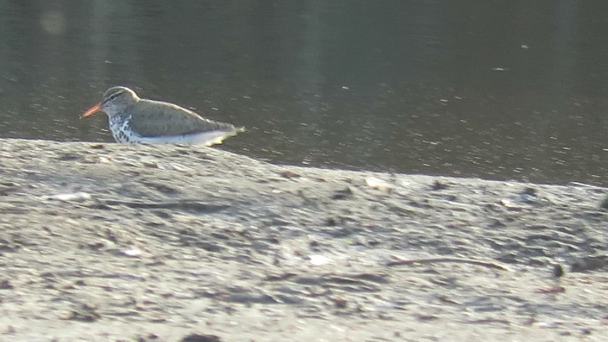 Spotted Sandpiper - d w