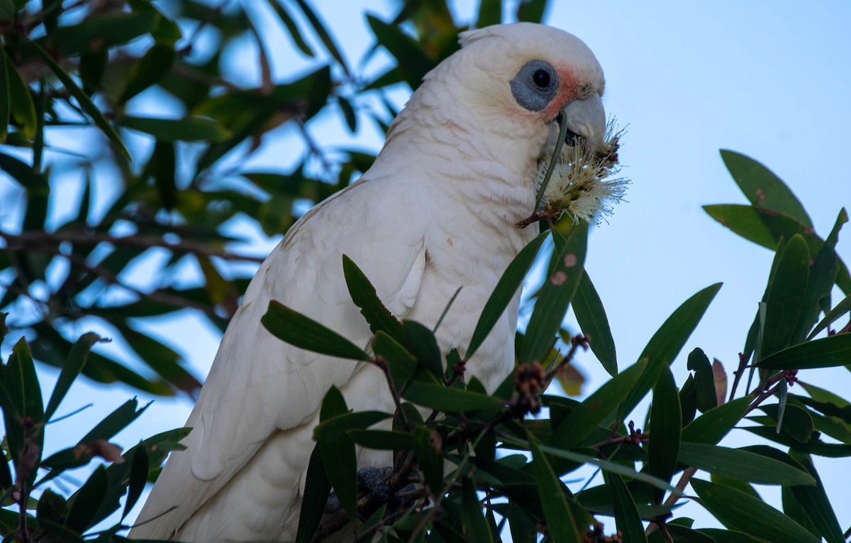 Little Corella - Gordon Arthur