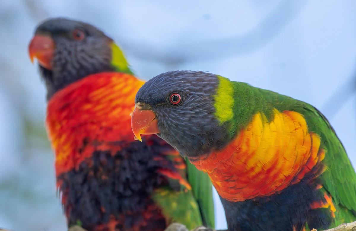 Rainbow Lorikeet - Gordon Arthur