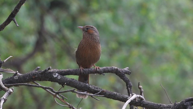 Streaked Laughingthrush - ML618140005