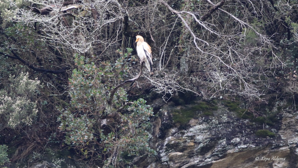 Egyptian Vulture - ML618140059