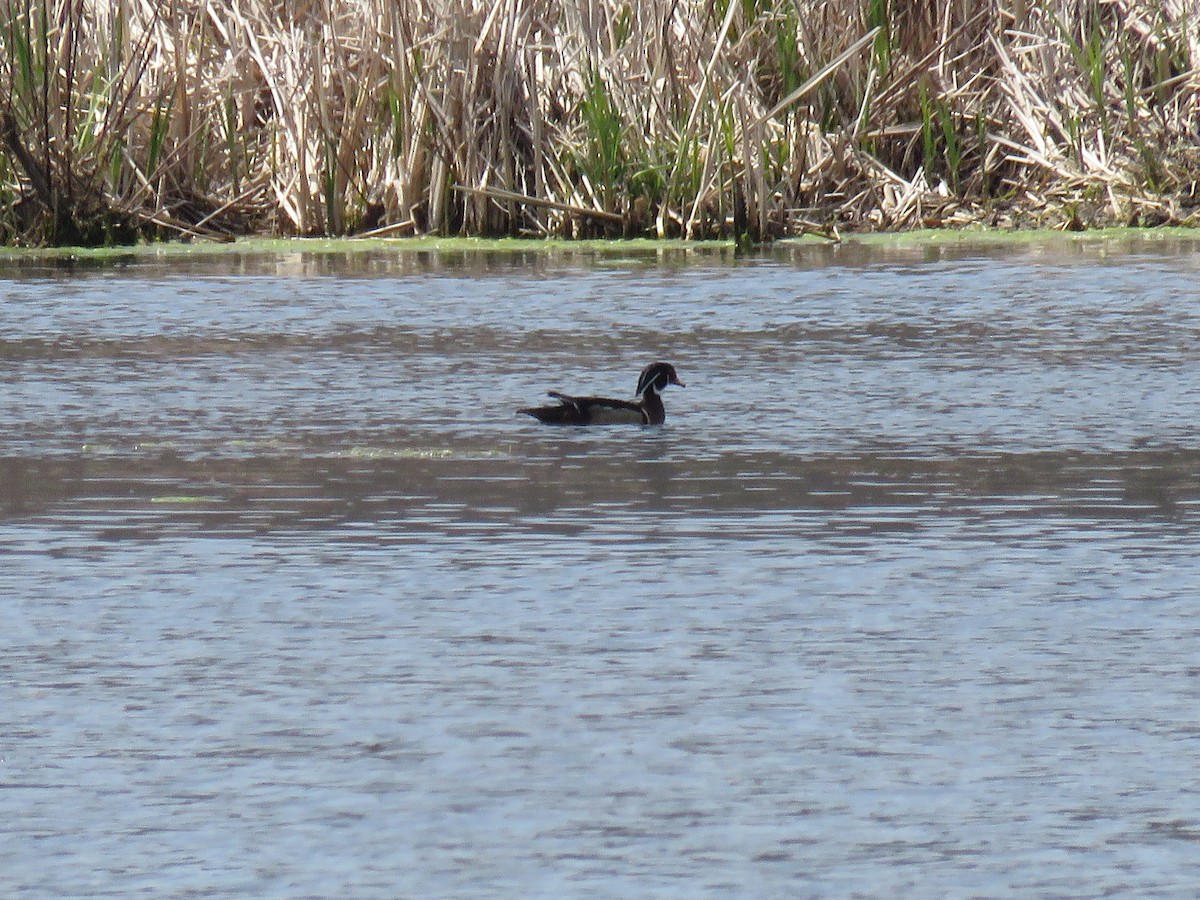 Wood Duck - ML618140061