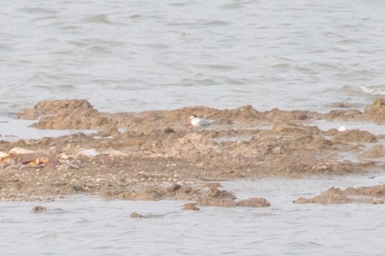 Little Tern - Xiaoni Xu