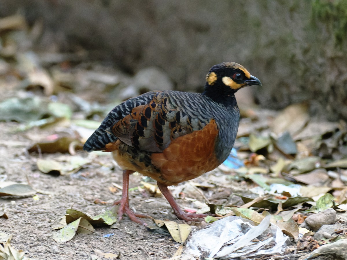 Chestnut-bellied Partridge - Oleg Chernyshov