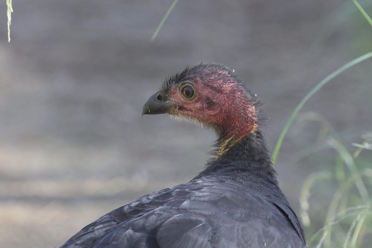 Australian Brushturkey - ML618140087