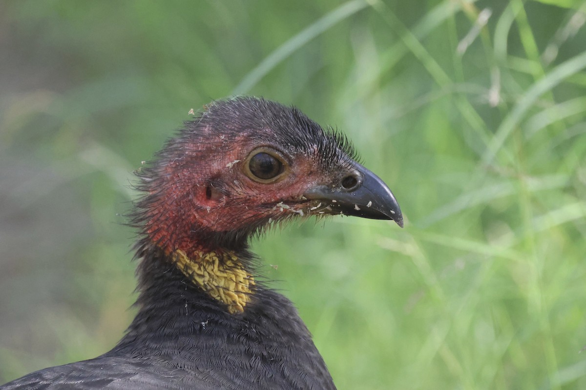 Australian Brushturkey - ML618140088