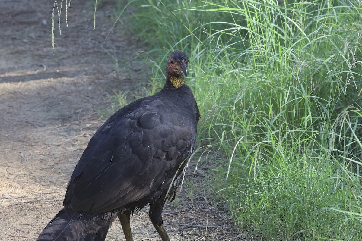 Australian Brushturkey - ML618140089