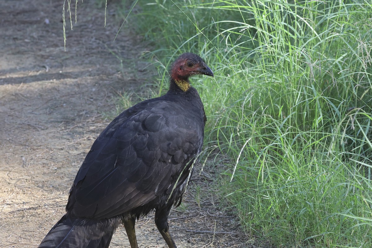 Australian Brushturkey - ML618140090