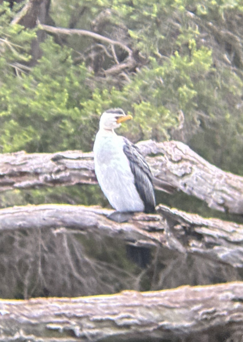 Little Pied Cormorant - Aaron Holschbach