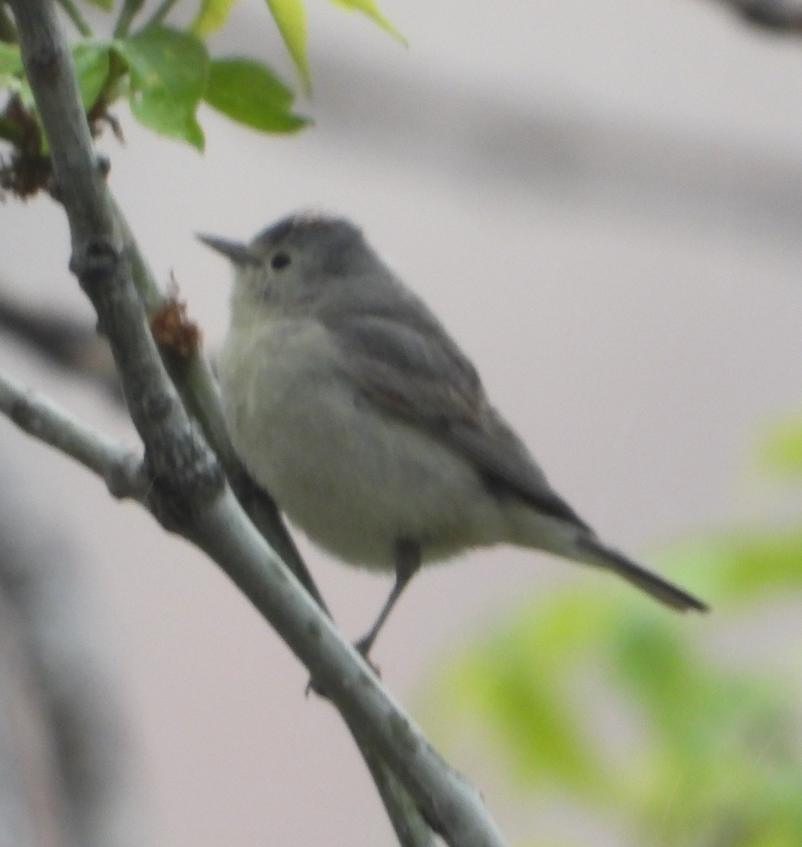 Bushtit - Rodney Macready