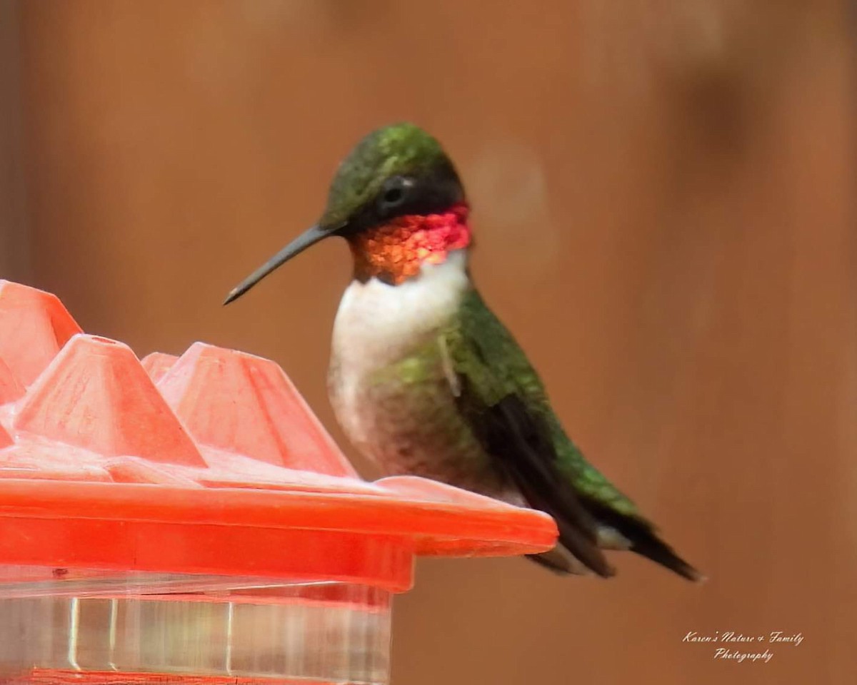 Colibri à gorge rubis - ML618140109