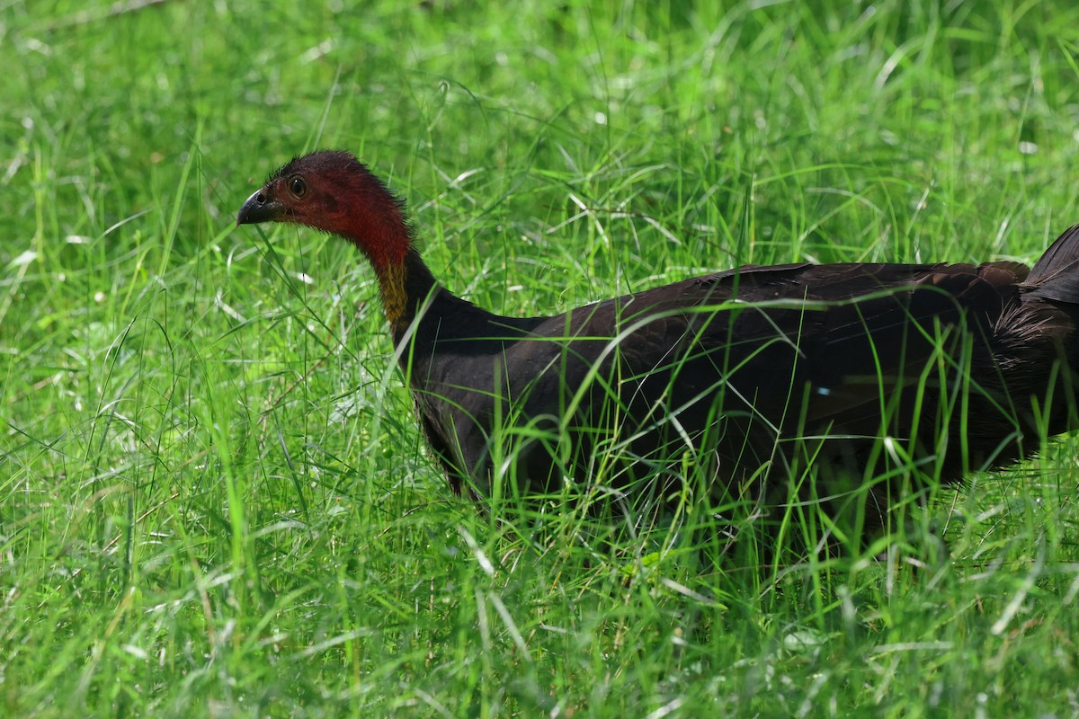 Talégalo Cabecirrojo - ML618140113