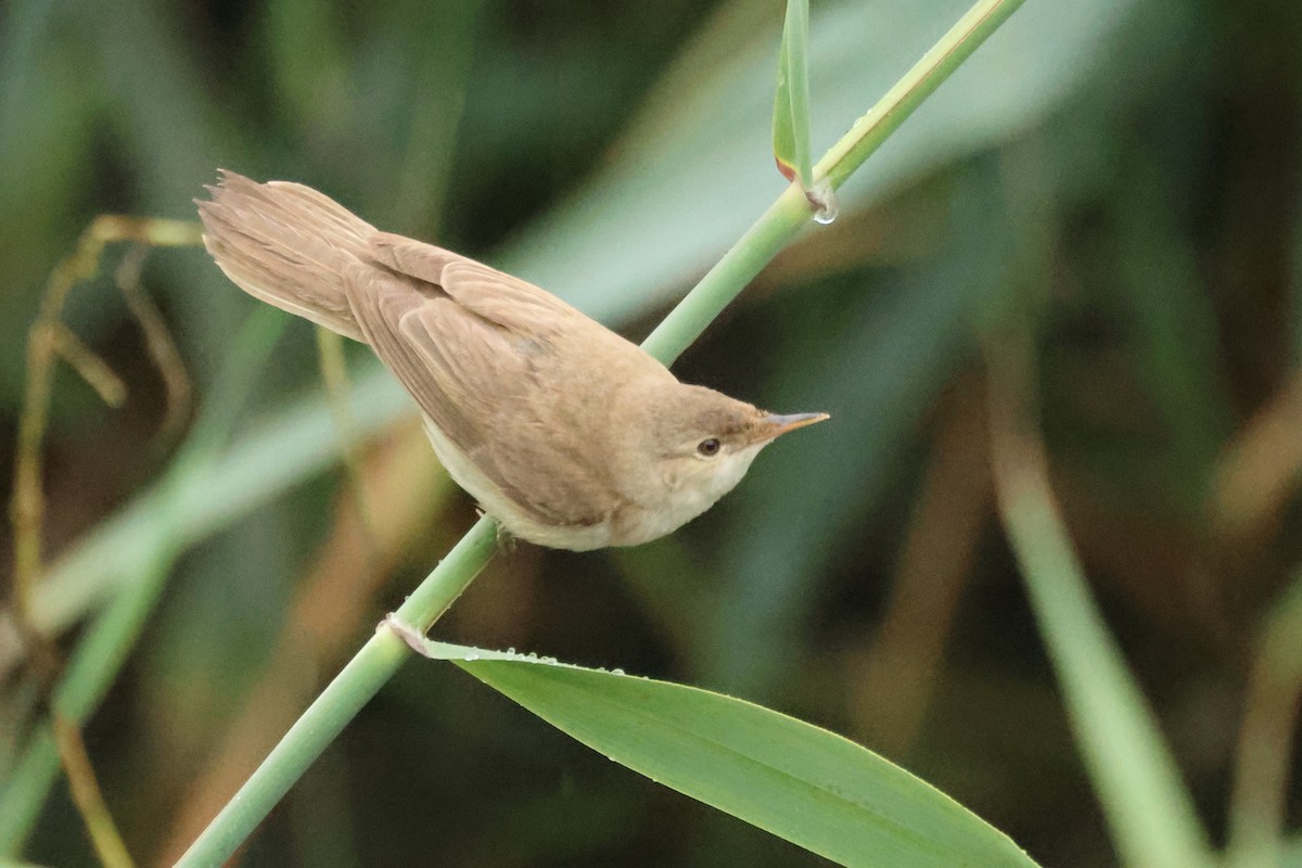 Common Reed Warbler - Stefan Aki Ragnarsson