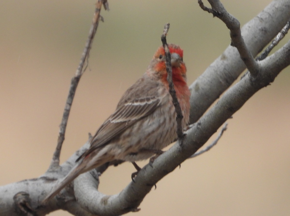 House Finch - Rodney Macready