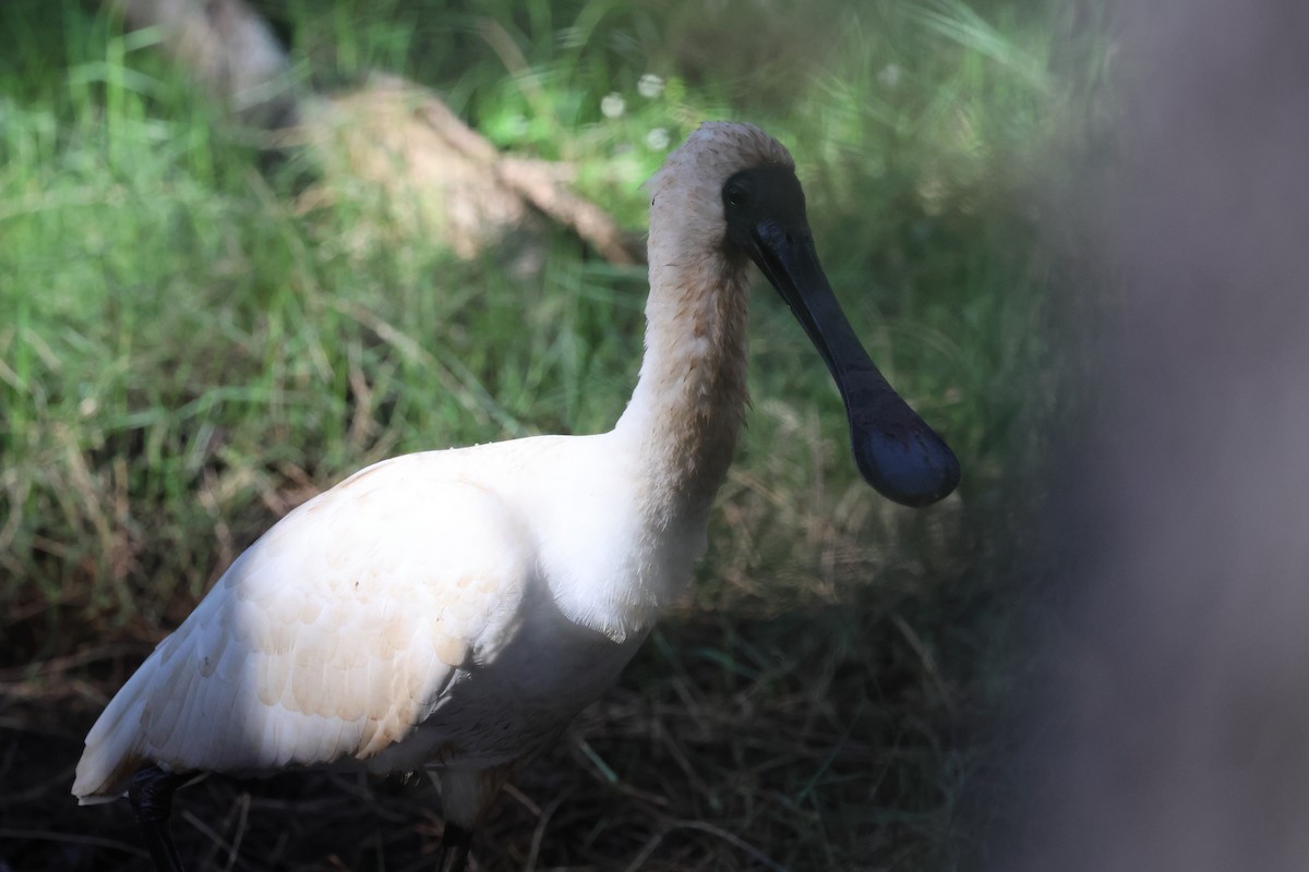 Royal Spoonbill - ML618140144