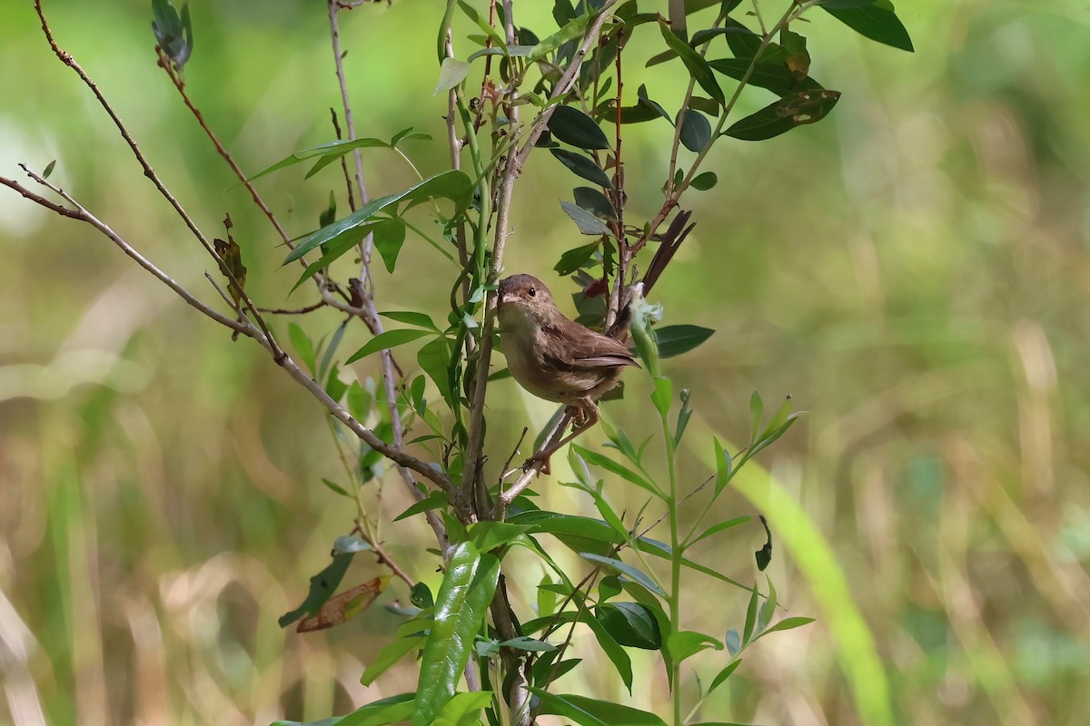 Red-backed Fairywren - Dennis Devers