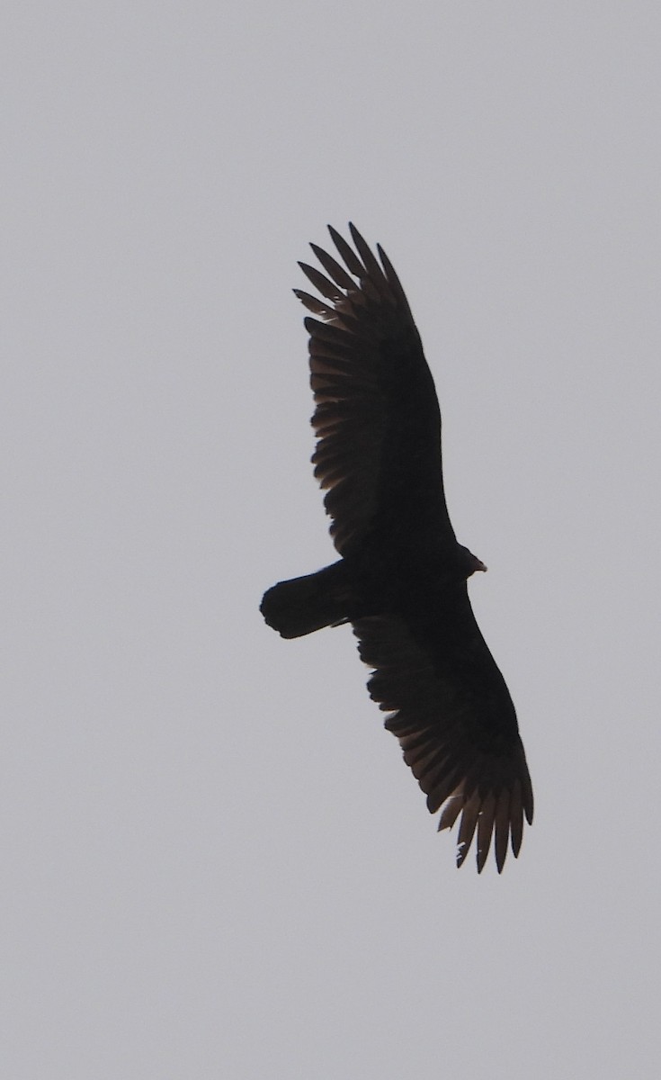 Turkey Vulture - Rodney Macready