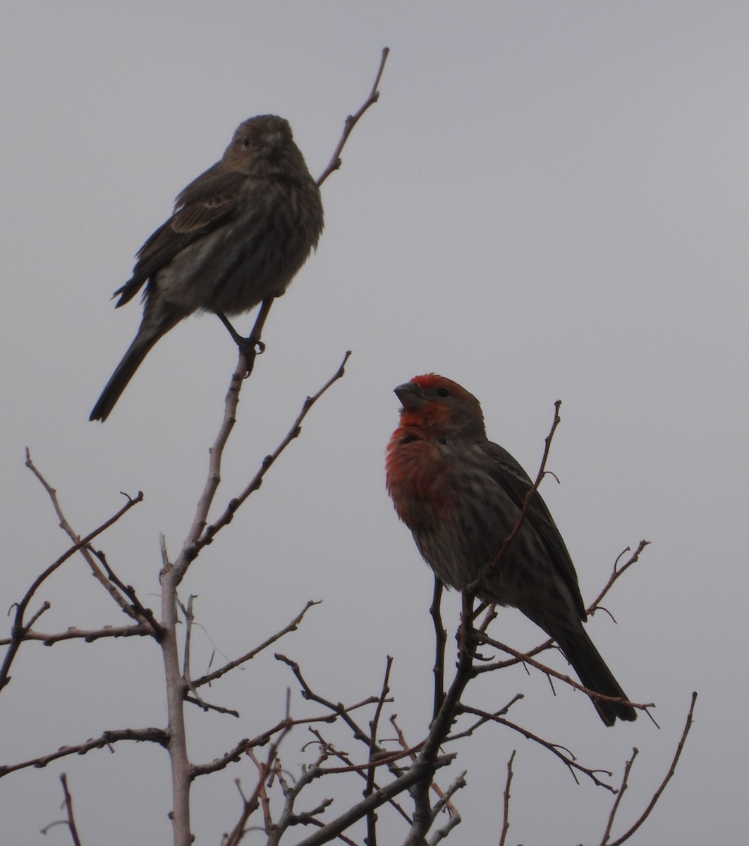 House Finch - Rodney Macready