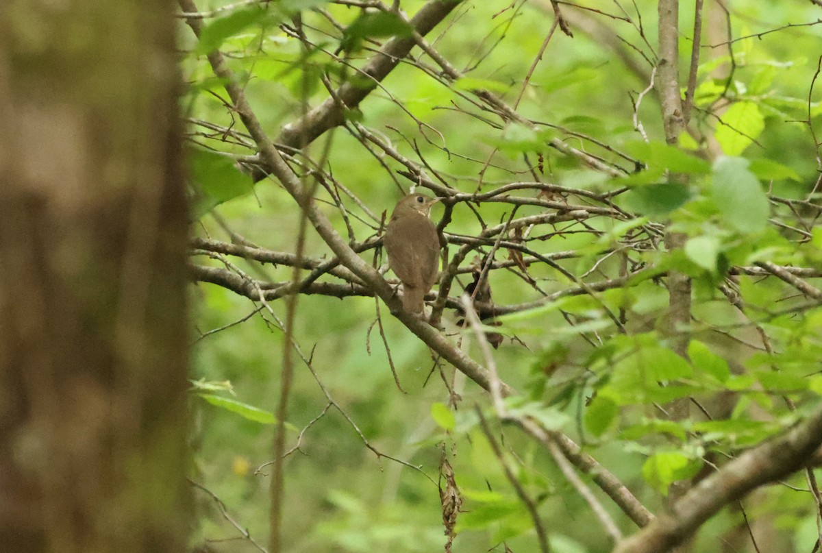 Gray-cheeked Thrush - Sarah Morris