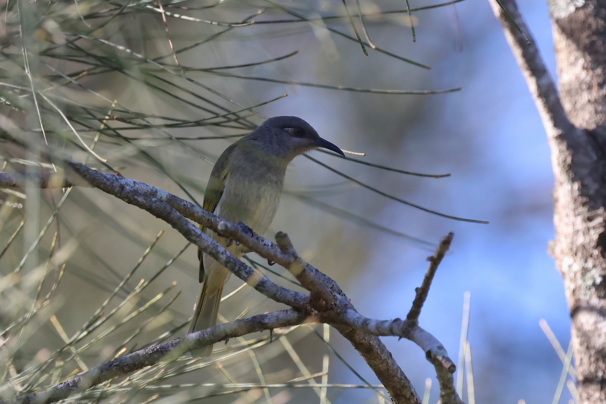 Brown Honeyeater - ML618140213