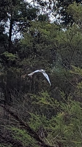 Great Egret - Max Norman